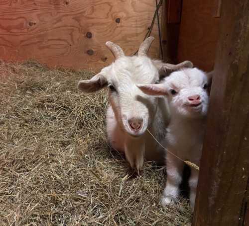 Two goats, one adult and one kid, peek out from a barn filled with straw.