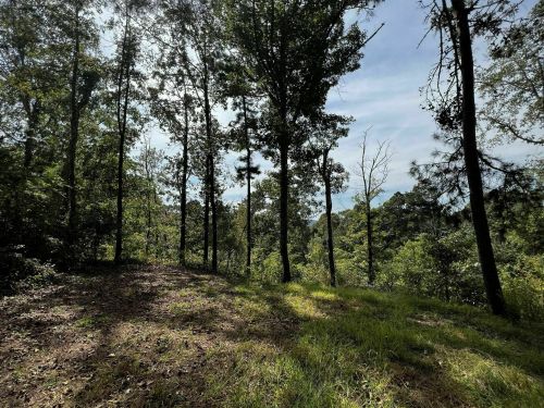 A serene forest scene with tall trees and a grassy area under a partly cloudy sky.