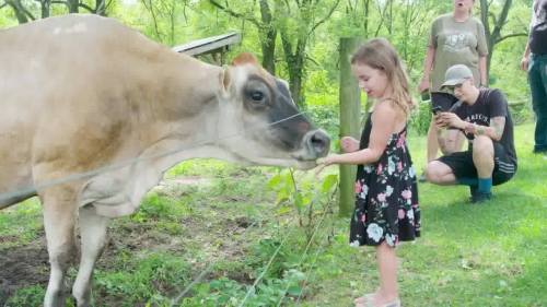 A young girl in a floral dress feeds a cow while adults watch nearby in a green outdoor setting.