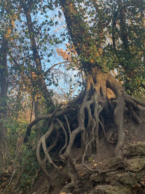 A large tree with exposed roots stands on a hillside, surrounded by green foliage and autumn leaves.