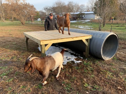 A person stands on a wooden platform with two goats, one climbing on top and the other walking nearby.
