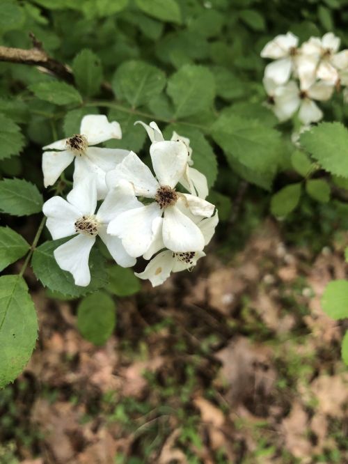 A cluster of white flowers with delicate petals surrounded by green leaves and soft earth tones in the background.