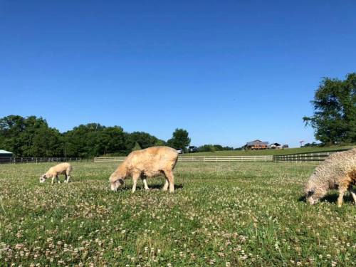 Three sheep grazing in a green field under a clear blue sky, with a farmhouse in the background.