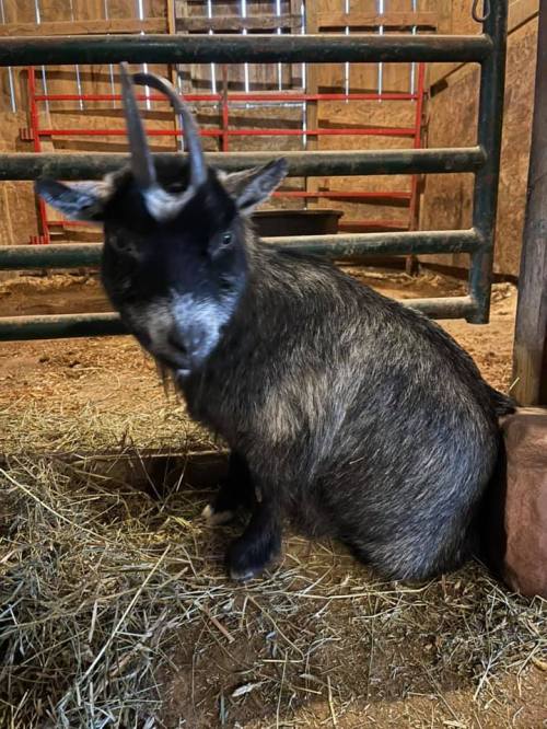 A small goat with dark fur and two horns sits in a barn, surrounded by hay and wooden structures.