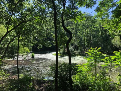 Lush green trees frame a serene pond covered in algae, surrounded by vibrant foliage under a clear blue sky.
