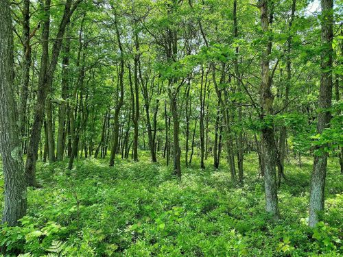 Lush green forest with tall trees and dense undergrowth, creating a serene and vibrant natural landscape.