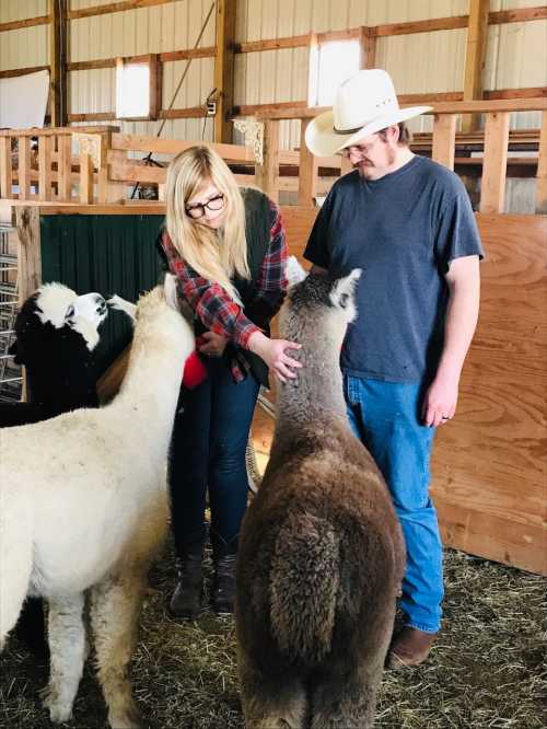 A woman in a plaid shirt pets an alpaca while a man in a hat stands nearby, surrounded by more alpacas in a barn.