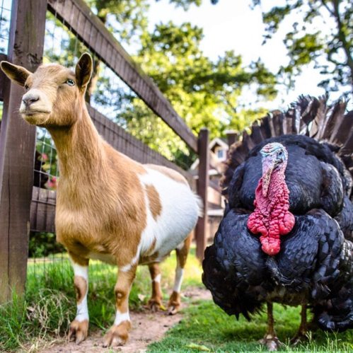 A goat and a turkey stand together in a sunny farmyard, surrounded by greenery and wooden fencing.