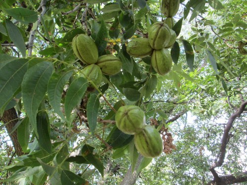 Clusters of green pecans hanging from a tree, surrounded by lush green leaves.