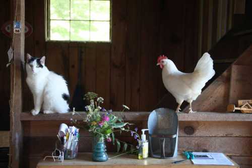 A cat sits on a wooden table next to a white chicken, with a vase of flowers and various items nearby.