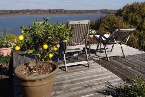 A wooden deck overlooking a river, featuring two lounge chairs and a potted lemon tree with ripe lemons.