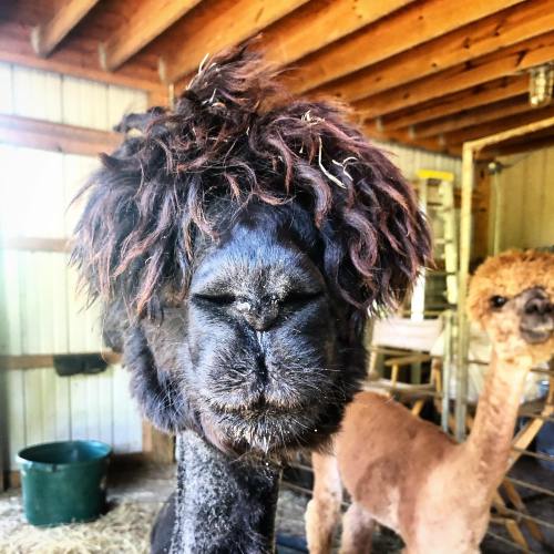 A close-up of a fluffy black alpaca with a quirky hairstyle, standing next to a lighter-colored alpaca in a barn.