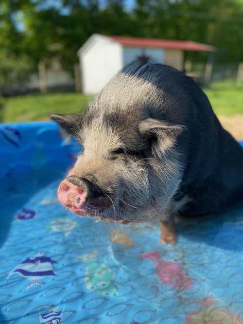 A small pig with a black and white coat sits in a kiddie pool, surrounded by colorful fish designs.