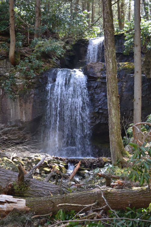 A serene waterfall cascades over rocks, surrounded by lush greenery and fallen logs in a tranquil forest setting.