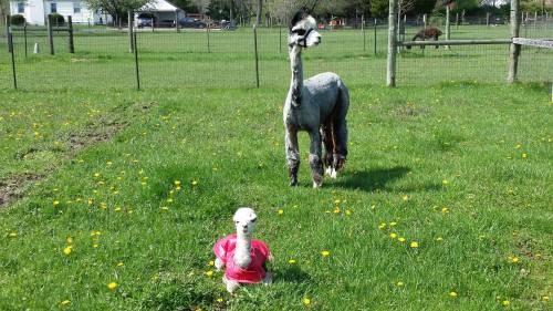 A gray alpaca stands in a grassy field while a small, white chick in a pink outfit sits nearby among dandelions.