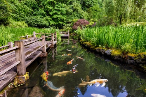 A serene garden pond with koi fish swimming beneath a wooden bridge surrounded by lush greenery.