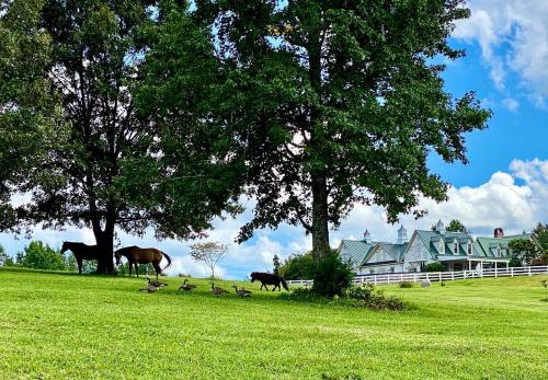 Two horses and a cow graze near a group of geese, with a large house and trees in the background under a blue sky.