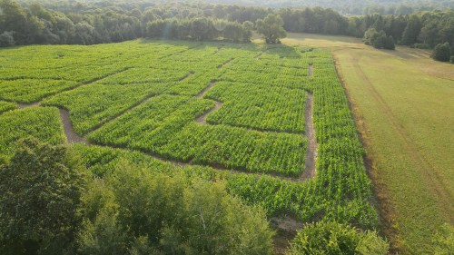 Aerial view of a green corn maze surrounded by trees and open fields under a clear sky.