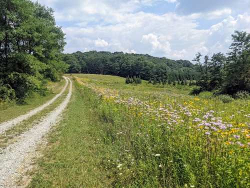A gravel path winds through a vibrant field of wildflowers, bordered by trees under a partly cloudy sky.