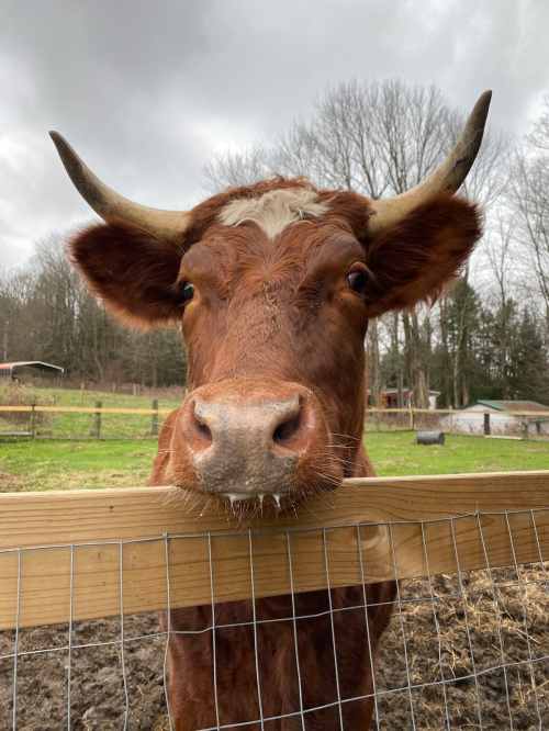 A close-up of a brown cow with large horns, looking over a wooden fence in a rural setting.