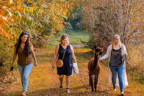 Three women walk along a colorful autumn path, each holding a leash attached to a friendly alpaca.