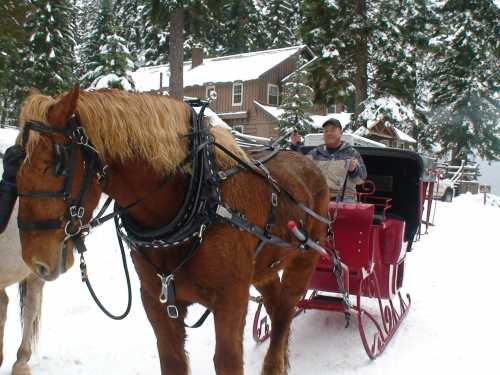 A horse in harness stands beside a sleigh in a snowy landscape, with a person preparing to drive the sleigh.