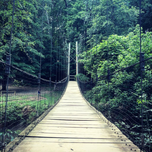 A wooden suspension bridge surrounded by lush green trees, leading into a serene forest.