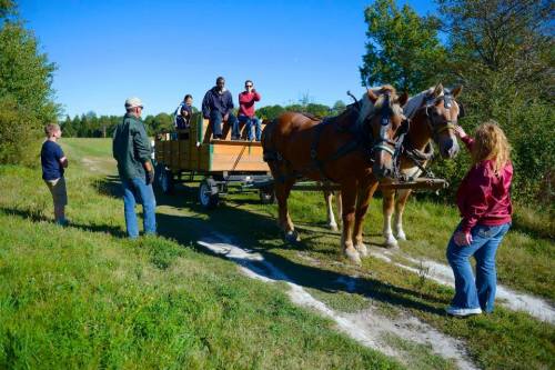 A group of people on a horse-drawn wagon in a grassy field, with two horses and trees in the background.