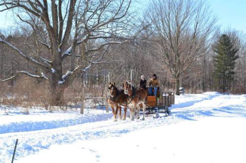 A horse-drawn sleigh travels through a snowy landscape with trees in the background.