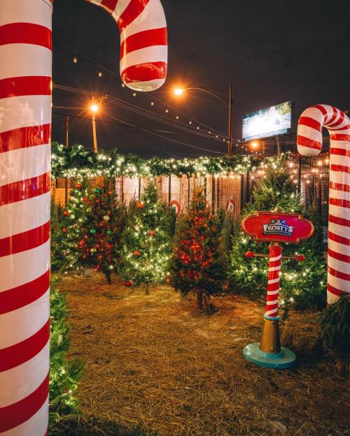 A festive scene with large candy canes, decorated Christmas trees, and twinkling lights in a nighttime setting.