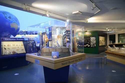 A museum exhibit featuring large shells, geological displays, and a globe in a well-lit, modern space.