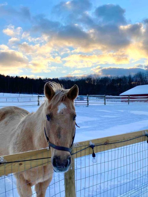 A light-colored horse stands by a wooden fence, with a snowy landscape and colorful clouds in the background.