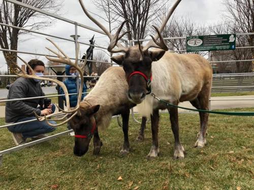 Two reindeer with antlers stand on grass, while a person kneels nearby, wearing a mask. Trees and a sign are in the background.