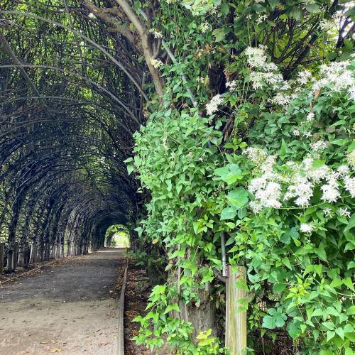 A lush, green tunnel formed by intertwined branches and flowering plants, leading down a peaceful pathway.