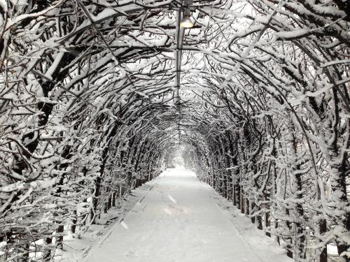 A snow-covered pathway through a tunnel of intertwined branches, creating a serene winter scene.