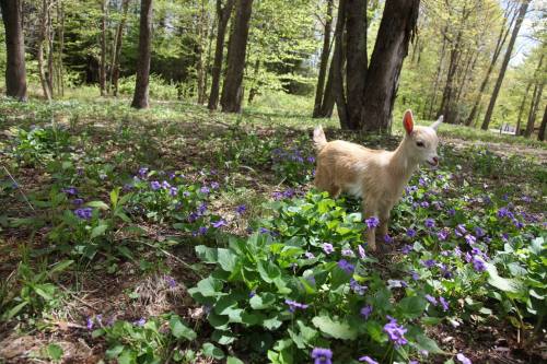 A young goat stands among vibrant purple flowers in a sunny forest clearing.
