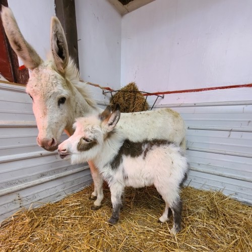 A white donkey stands beside a small, spotted goat in a barn with straw on the floor.