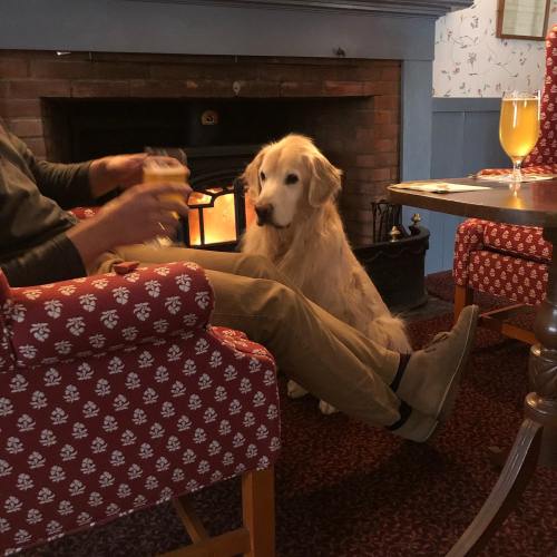 A golden retriever sits beside a person holding a drink in a cozy room with a fireplace and patterned chairs.