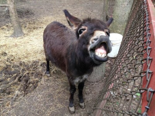 A playful donkey with a big smile stands near a fence in a farmyard, surrounded by dirt and straw.