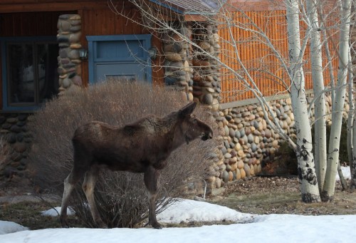A moose stands near a bush in front of a wooden house, with snow on the ground and trees in the background.