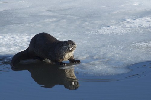 A playful otter stands on ice near water, reflecting its image in the calm surface.
