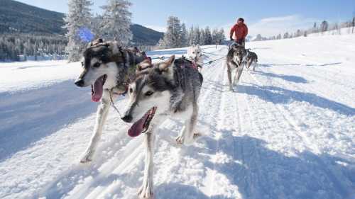 A person mushing a team of sled dogs through a snowy landscape with trees in the background.