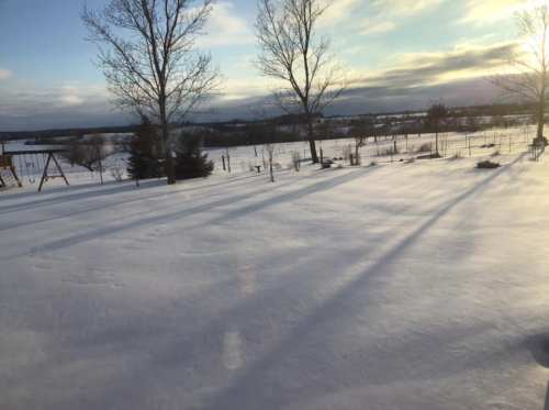 A snowy landscape with trees and a distant fence under a cloudy sky, casting long shadows in the late afternoon light.