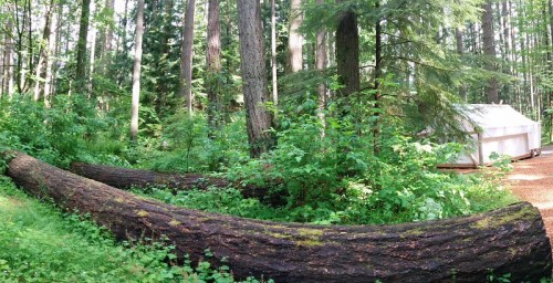 A lush forest scene with fallen logs, dense greenery, and a white tent in the background.