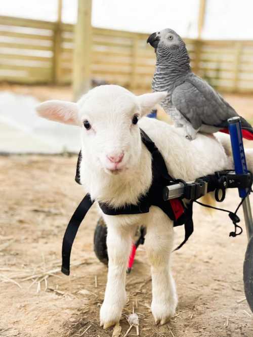 A white lamb in a wheelchair with a gray parrot perched on its back, set in a barn environment.