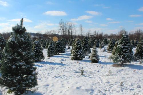 A snowy landscape filled with evergreen trees under a clear blue sky.