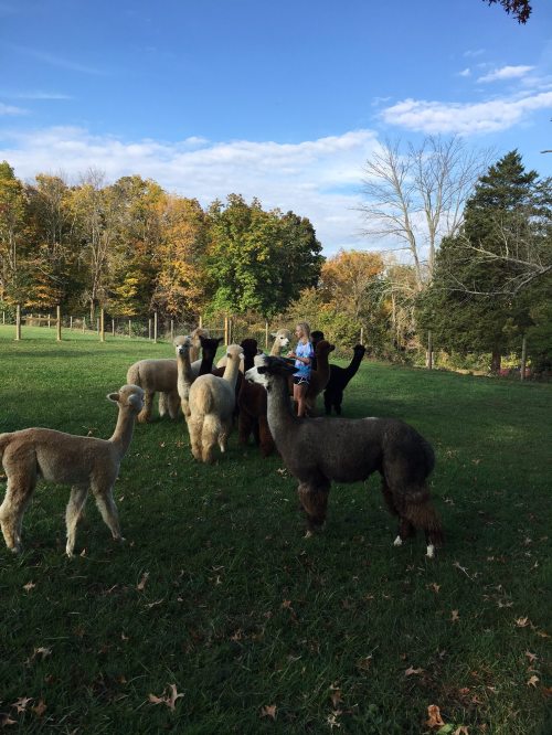 A group of llamas in a grassy field with a person standing among them, surrounded by trees and a blue sky.