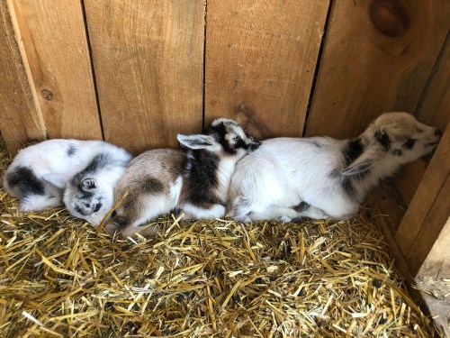 Three baby goats cuddled together, resting against a wooden wall, surrounded by straw.