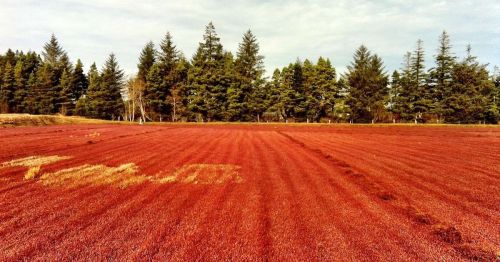 A vibrant red field with trees in the background under a cloudy sky, creating a striking natural landscape.