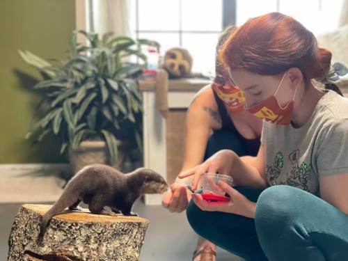 Two people in masks interact with an otter on a log, offering it food in a cozy indoor setting.